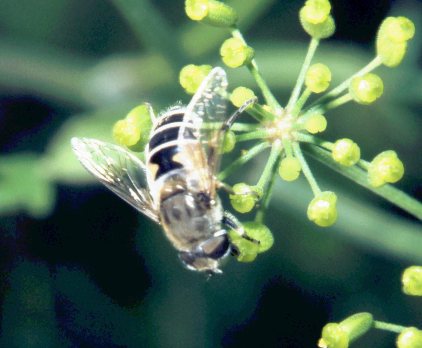 Eristalis  femmina